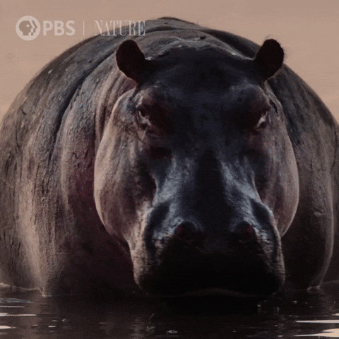 Close Up Africa GIF by Nature on PBS