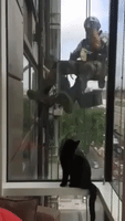 This Cat is Obsessed by the Window Cleaners