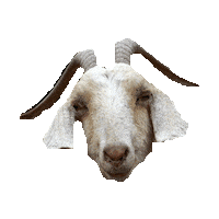 Goat Sticker by imoji
