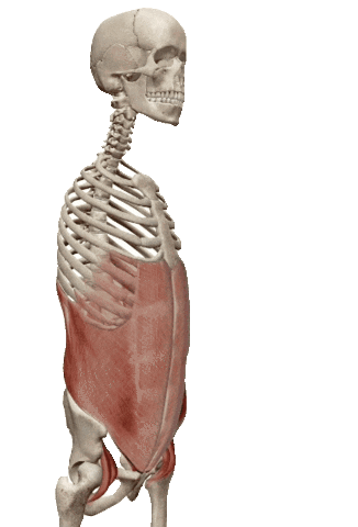 physiocentermx giphyupload physiocenter rectoabdominal rectodelabdomen Sticker