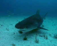 Discovery GIF by Shark Week