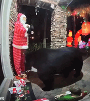 Bear Steals Chick-Fil-A Order from Porch