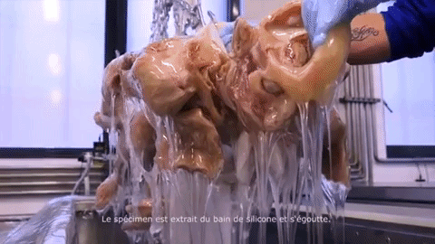 plastination forced impregnation in a vacuum GIF