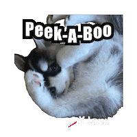 Greeting Peek-A-Boo Sticker by Global Tara Entertainment