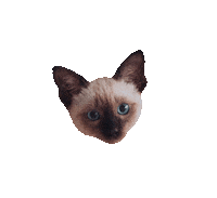 Cat Spinning Sticker by Jasi