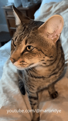 martinjdye giphyupload cat relatable funny cat GIF