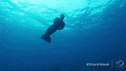 michael phelps swimming GIF by Shark Week