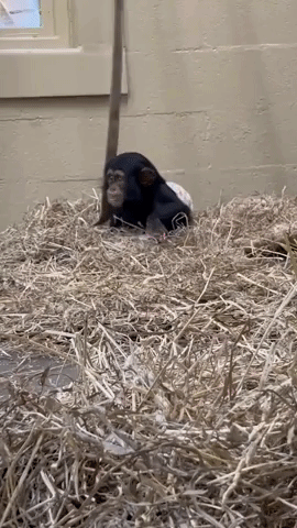 Adorable Baby Chimpanzee Is Endlessly Entertained by Bucket