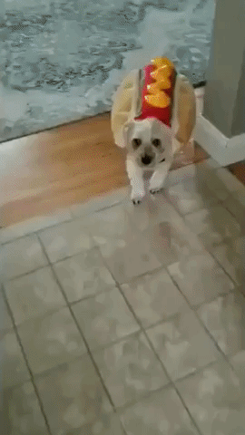 This Pup is Looking Like One 'Hot Dog' in His Halloween Costume