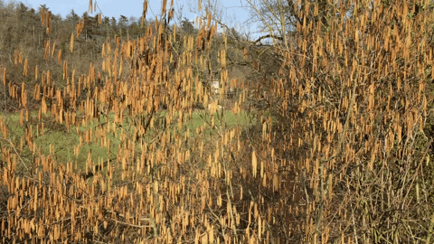 zoamandinefery giphyupload GIF