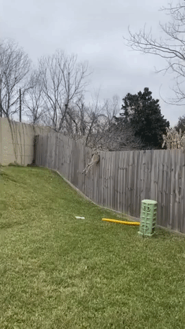 Texas Man Uses Pool Cleaning Pole and Folding Chair to Free Trapped Deer