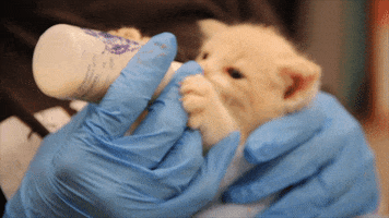 kitten save them all GIF by Best Friends Animal Society