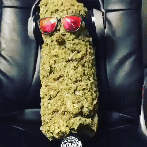 weed marijuana GIF by WeedFeed