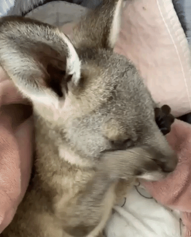Snuggly Rescue Joey Ready for Sleep After Bottle