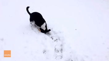 Irish Dog Loves the 'Beast From the East'