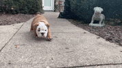 Butler Bulldogs Dog GIF by Butler University