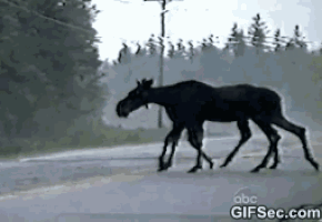 moose GIF