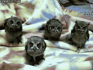 owl squee GIF by Cheezburger