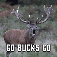 Go Bucks Go