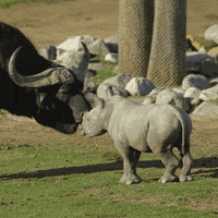 happy baby animals GIF by San Diego Zoo