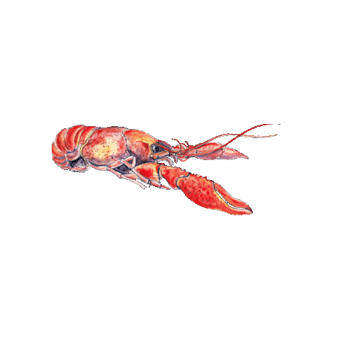 Elguapobitters giphygifmaker cocktail mocktail crawfish Sticker