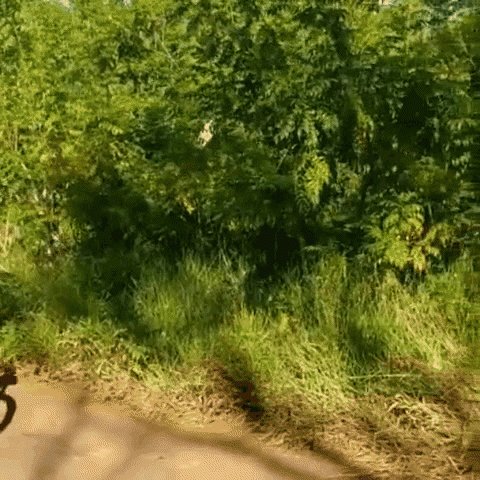 vidaadaptada giphyupload GIF