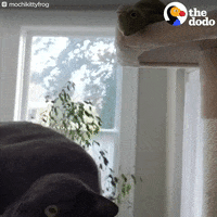 cat frog GIF by The Dodo