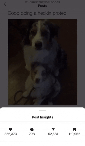 DogConnectors  GIF