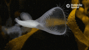 montereybayaquarium yell yawn gasp monterey bay aquarium GIF