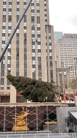 Timelapse Shows Rockefeller Tree Lifted Into Place in NYC