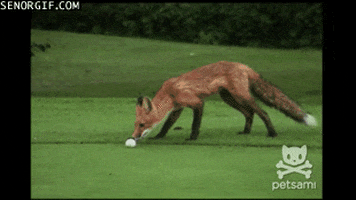 foxes golf balls GIF by Cheezburger