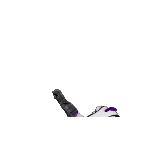 SpringHillCollege giphygifmaker badgers shc spring hill Sticker