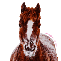 Ponyschwester horse ride pony equestrian Sticker