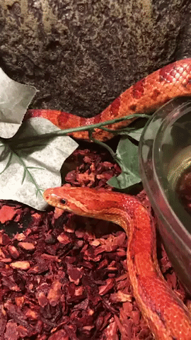 Video of Pet Snake Going Potty Becomes Surprising (and Gross) Viral Hit