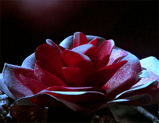 EinerVonAllen giphyupload GIF