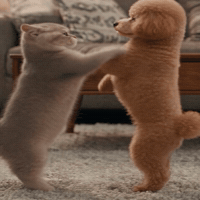 Fight Cat GIF