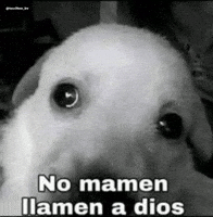 Dog Follow GIF