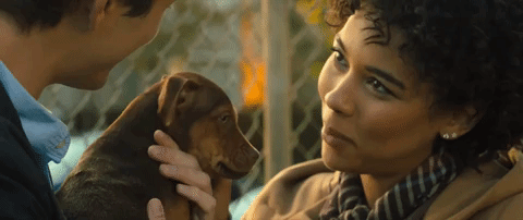 a dogs way home sony GIF by A Dog's Way HomeVerified account