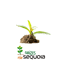 sequoialog transporte logistica sequoia sequoialogistica Sticker