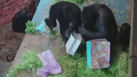 Chimps Play With Easter Gifts