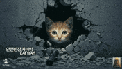 Cat Kitten GIF