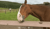 Horse Irl GIF
