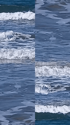 Simongip giphygifmaker GIF