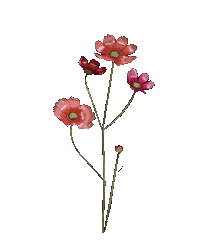aksimils flower красота цветы эстетика Sticker