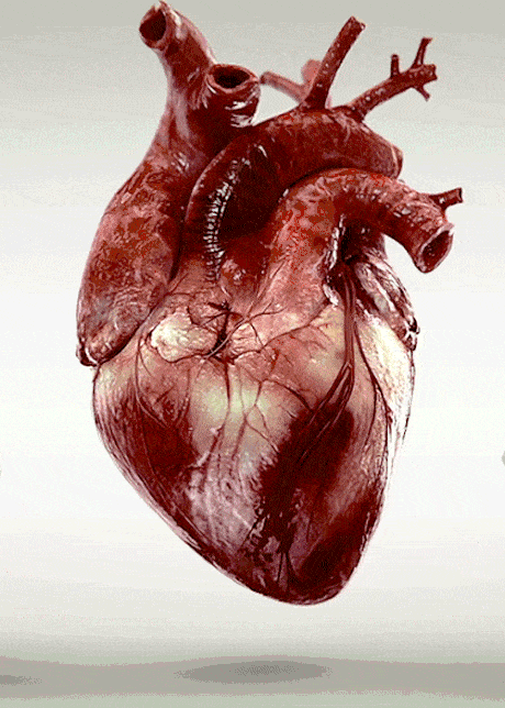 asyaakdogan giphyupload GIF