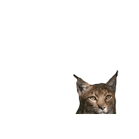 tierparkgoldau lynx tierpark luchs tierparkgoldau Sticker