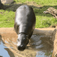 Pygmy Hippo Swimming GIF by John Ball Zoo