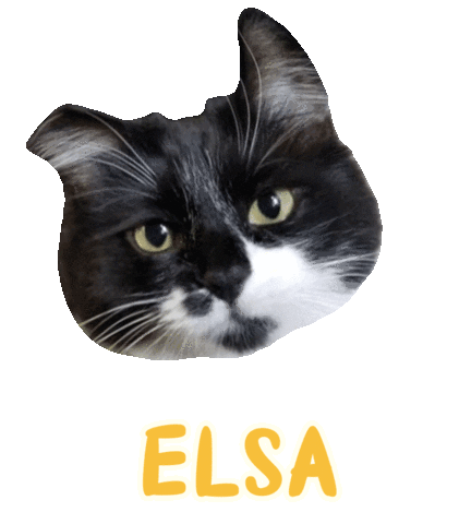 Cat Tuxedo Sticker