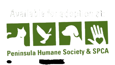 Cats Adopt Sticker by Peninsula Humane Society & SPCA