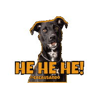 Cacausando cachorro hehehe cacausando cacauecookie Sticker